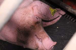 Farrowing crates at Ludale Piggery SA - Australian pig farming - Captured at Ludale Piggery, Reeves Plains SA Australia.