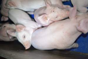 Farrowing crates - Captured at SA.