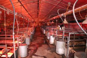 Farrowing crates - Australian pig farming - Captured at Gommers Piggery, Jervois SA Australia.