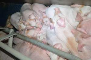 Farrowing crates - Captured at SA.