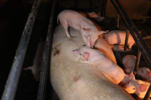 Farrowing crates - Australian pig farming - Captured at Bringelly Bacon Co, Leppington NSW Australia.