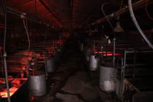 Farrowing crates - Australian pig farming - Captured at Gommers Piggery, Jervois SA Australia.