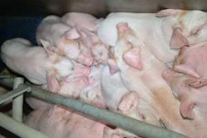 Farrowing crates - Captured at SA.