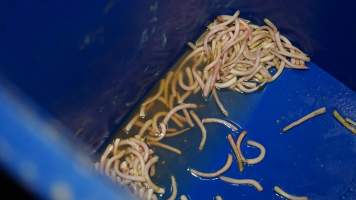 Bucket of severed piglet tails - Australian pig farming - Captured at Blackwoods Piggery, Trafalgar VIC Australia.