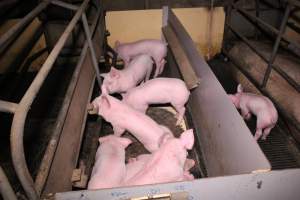 Farrowing crates at Ludale Piggery SA - Australian pig farming - Captured at Ludale Piggery, Reeves Plains SA Australia.