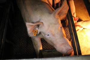 Farrowing crates - Australian pig farming - Captured at Bringelly Bacon Co, Leppington NSW Australia.