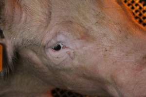 Farrowing crates - Australian pig farming - Captured at Bringelly Bacon Co, Leppington NSW Australia.