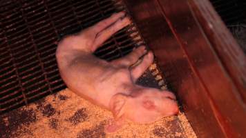 Farrowing crates - Australian pig farming - Captured at Gommers Piggery, Jervois SA Australia.