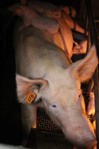 Farrowing crates - Australian pig farming - Captured at Bringelly Bacon Co, Leppington NSW Australia.