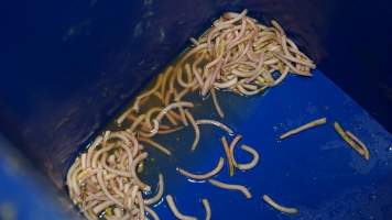 Bucket of severed piglet tails - Australian pig farming - Captured at Blackwoods Piggery, Trafalgar VIC Australia.