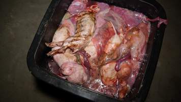 Bin full of dead piglets - Australian pig farming - Captured at Blackwoods Piggery, Trafalgar VIC Australia.