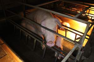 Farrowing crates - Australian pig farming - Captured at Bringelly Bacon Co, Leppington NSW Australia.