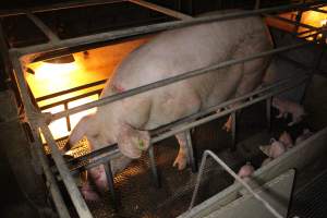 Farrowing crates - Australian pig farming - Captured at Bringelly Bacon Co, Leppington NSW Australia.