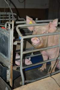Sow in farrowing crates - Captured at SA.