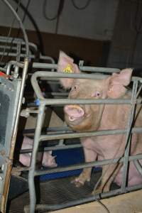 Sow in farrowing crates - Captured at SA.