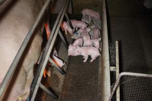 Farrowing crates - Australian pig farming - Captured at Bringelly Bacon Co, Leppington NSW Australia.