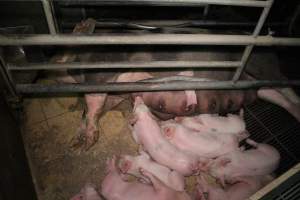 Farrowing crates - Australian pig farming - Captured at Blackwoods Piggery, Trafalgar VIC Australia.