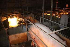 Farrowing crates - Australian pig farming - Captured at Bringelly Bacon Co, Leppington NSW Australia.