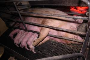 Farrowing crates at Ludale Piggery SA - Australian pig farming - Captured at Ludale Piggery, Reeves Plains SA Australia.