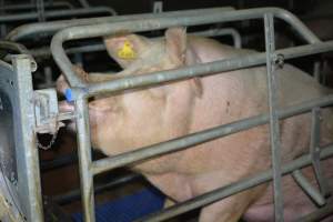 Sow in farrowing crates - Captured at SA.