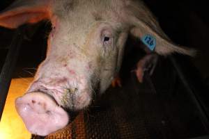 Farrowing crates - Australian pig farming - Captured at Bringelly Bacon Co, Leppington NSW Australia.