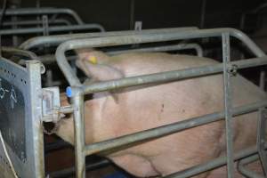 Sow in farrowing crates - Captured at SA.