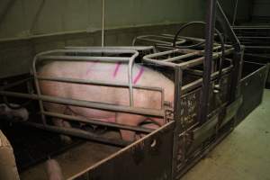 Farrowing crates - Australian pig farming - Captured at Blackwoods Piggery, Trafalgar VIC Australia.