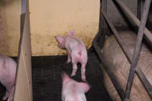 Farrowing crates at Ludale Piggery SA - Australian pig farming - Captured at Ludale Piggery, Reeves Plains SA Australia.