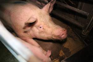 Farrowing crates - Australian pig farming - Captured at Blackwoods Piggery, Trafalgar VIC Australia.