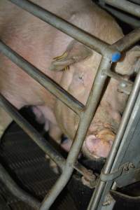 Sow in farrowing crates - Captured at SA.
