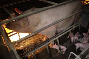 Farrowing crates - Australian pig farming - Captured at Bringelly Bacon Co, Leppington NSW Australia.