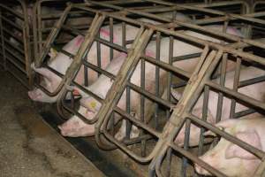 Sow stalls - Captured at SA.