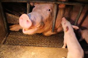 Farrowing crates - Australian pig farming - Captured at Bringelly Bacon Co, Leppington NSW Australia.