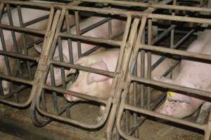 Sow stalls - Captured at SA.