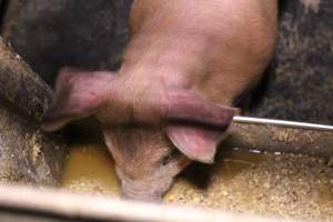 Farrowing crates at Ludale Piggery SA - Australian pig farming - Captured at Ludale Piggery, Reeves Plains SA Australia.