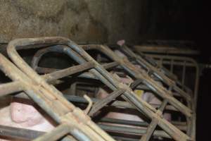 Sow stalls - Captured at SA.