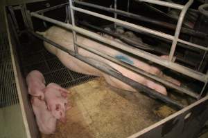 Farrowing crates - Australian pig farming - Captured at Blackwoods Piggery, Trafalgar VIC Australia.