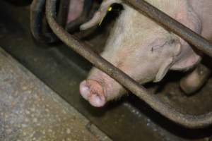 Sow stalls - Captured at SA.
