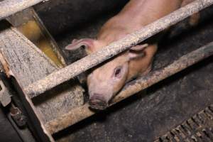 Farrowing crates at Ludale Piggery SA - Australian pig farming - Captured at Ludale Piggery, Reeves Plains SA Australia.