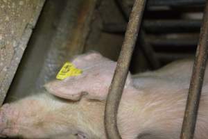 Sow stalls - Captured at SA.
