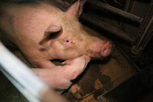 Farrowing crates - Australian pig farming - Captured at Blackwoods Piggery, Trafalgar VIC Australia.