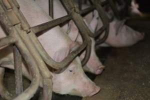Sow stalls - Captured at SA.