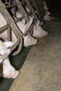 Sow stalls - Captured at SA.