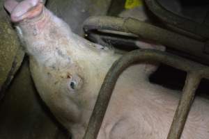 Sow stalls - Captured at SA.