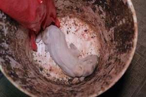 Dead piglet in bucket - Australian pig farming - Captured at Blackwoods Piggery, Trafalgar VIC Australia.