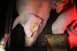 Farrowing crates - Australian pig farming - Captured at Bringelly Bacon Co, Leppington NSW Australia.