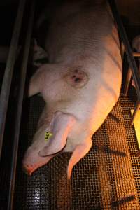 Farrowing crates - Australian pig farming - Captured at Bringelly Bacon Co, Leppington NSW Australia.