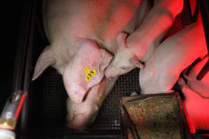 Farrowing crates - Australian pig farming - Captured at Bringelly Bacon Co, Leppington NSW Australia.