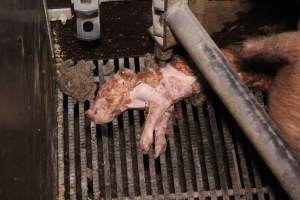 Farrowing crates - Australian pig farming - Captured at Blackwoods Piggery, Trafalgar VIC Australia.