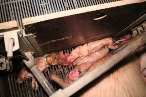 Farrowing crates - Australian pig farming - Captured at Blackwoods Piggery, Trafalgar VIC Australia.